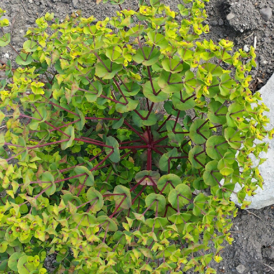 Wood Spurge Efanthia in the GardenTags plant encyclopedia