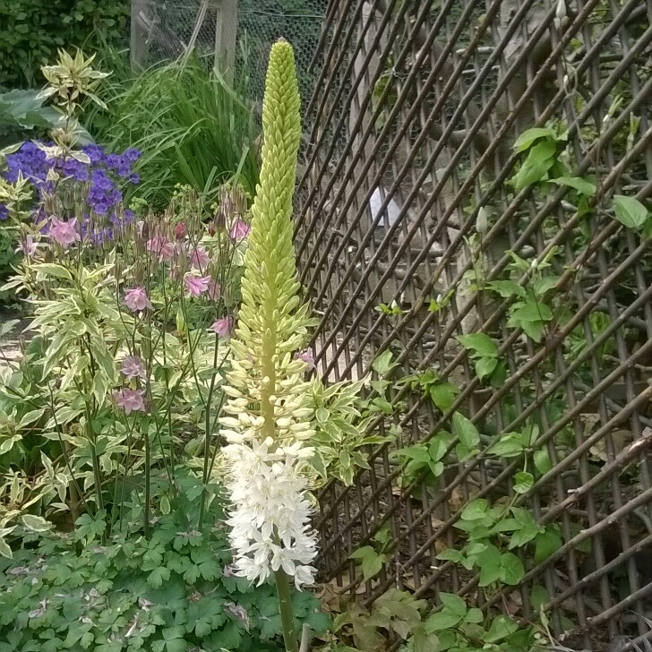 Foxtail Lily Himalayan in the GardenTags plant encyclopedia