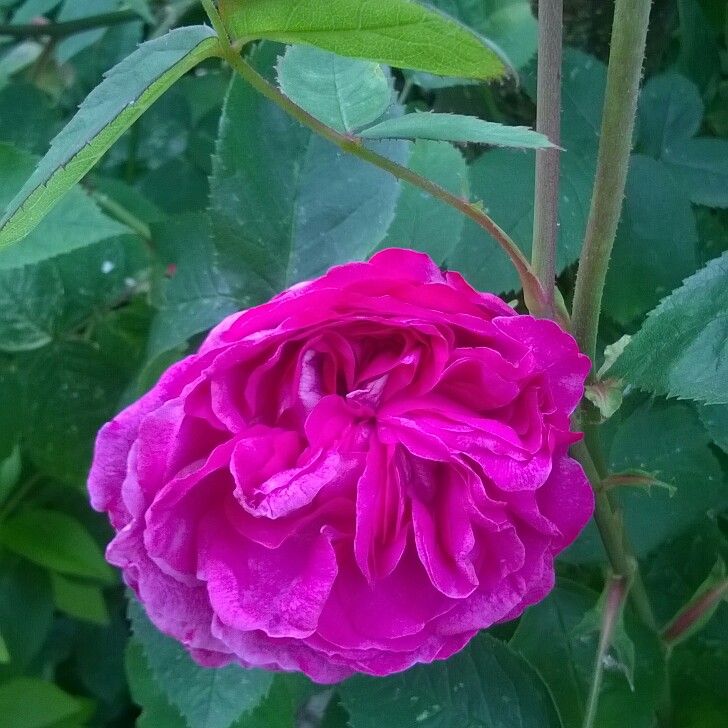 Rose Sir John Betjeman in the GardenTags plant encyclopedia