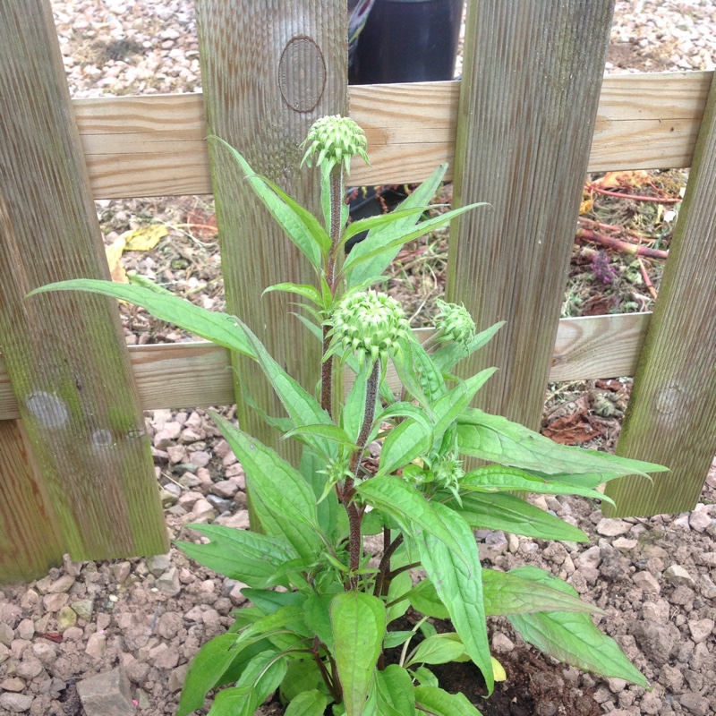 Coneflower Hope in the GardenTags plant encyclopedia