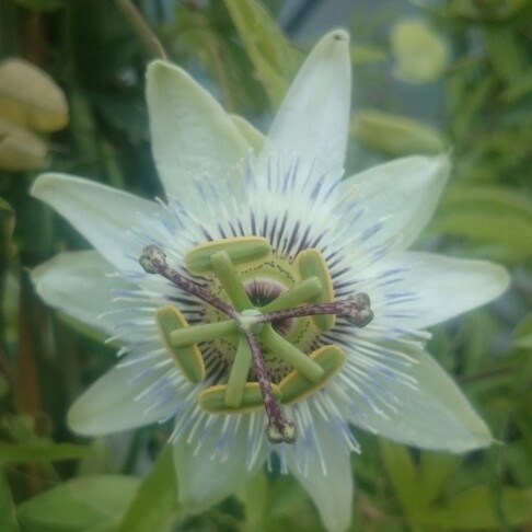 Passion flower White Lightning in the GardenTags plant encyclopedia