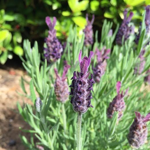 Lavender Anouk in the GardenTags plant encyclopedia