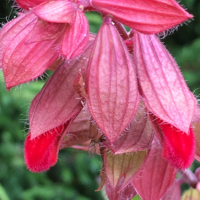 Sage Embers Wish in the GardenTags plant encyclopedia