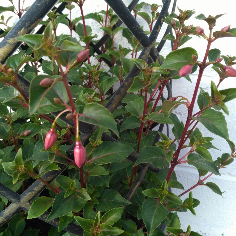 Fuchsia Pink Fizz in the GardenTags plant encyclopedia