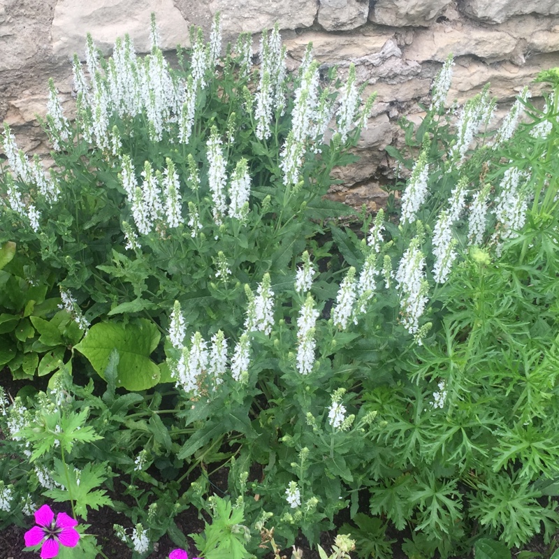 Salvia Swan Lake in the GardenTags plant encyclopedia