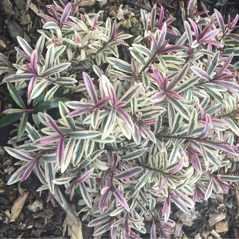 Shrubby Veronica Heartbreaker in the GardenTags plant encyclopedia