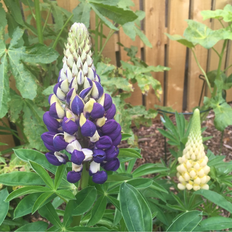 Lupin Purple Emperor in the GardenTags plant encyclopedia