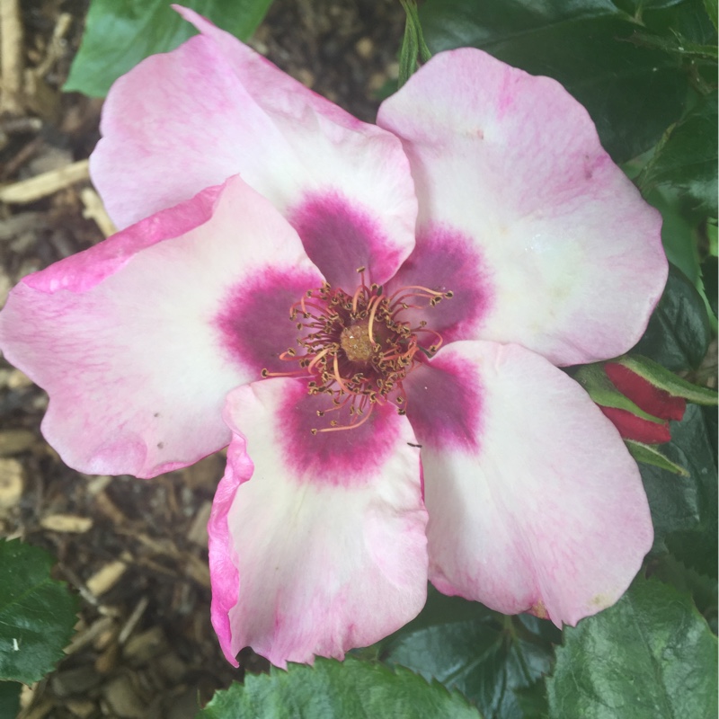 Floribunda Rose Bright As A Button in the GardenTags plant encyclopedia