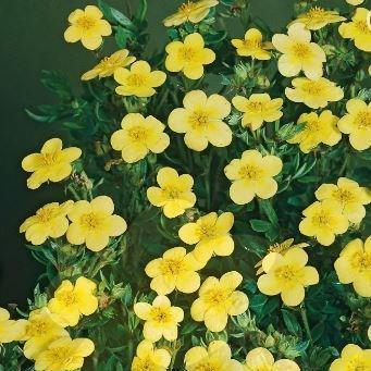 Shrubby cinquefoil  Katherine Dykes in the GardenTags plant encyclopedia