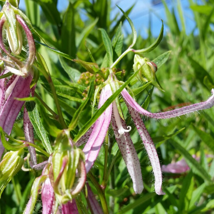 Bellflower Pink Octopus in the GardenTags plant encyclopedia