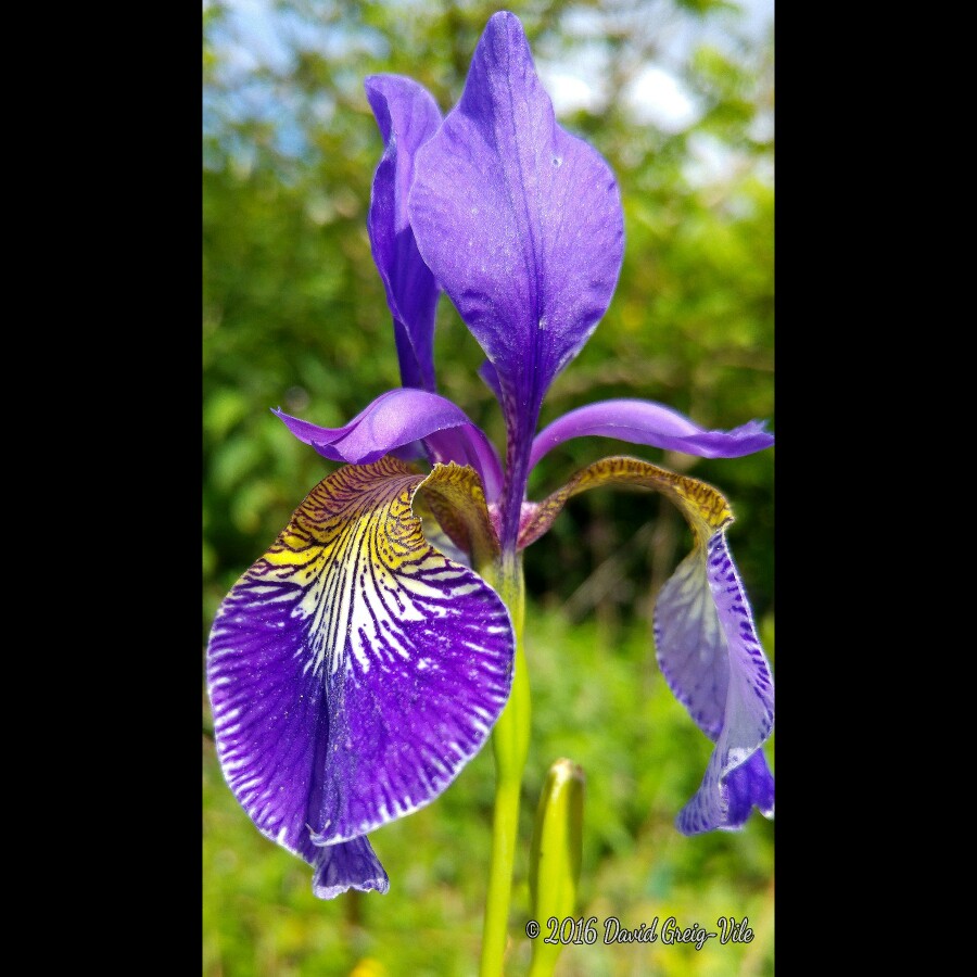 Siberian Iris Caesars Brother in the GardenTags plant encyclopedia