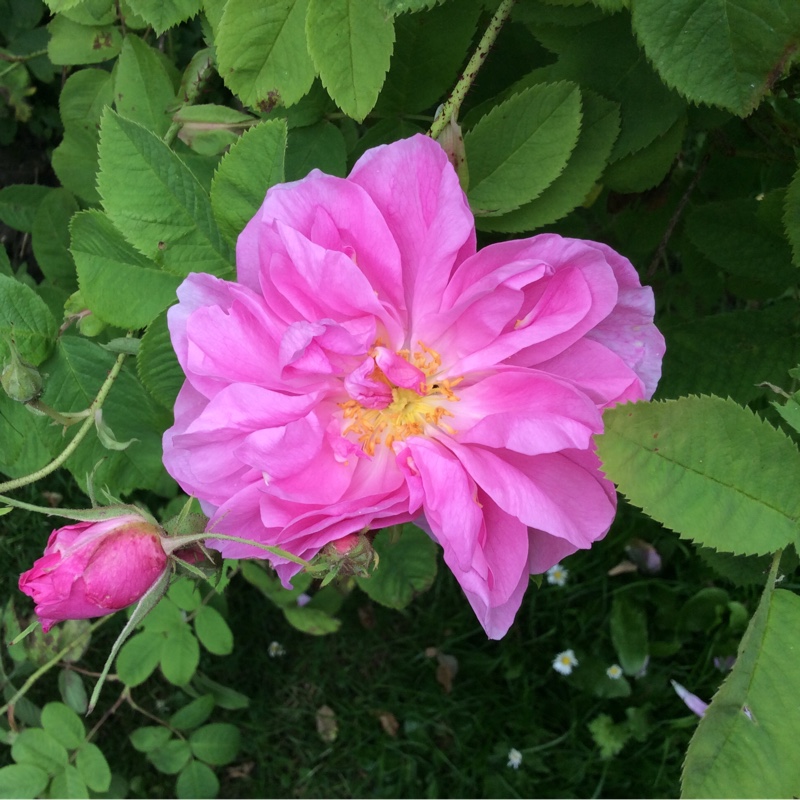 Old Rose Kazanlak in the GardenTags plant encyclopedia