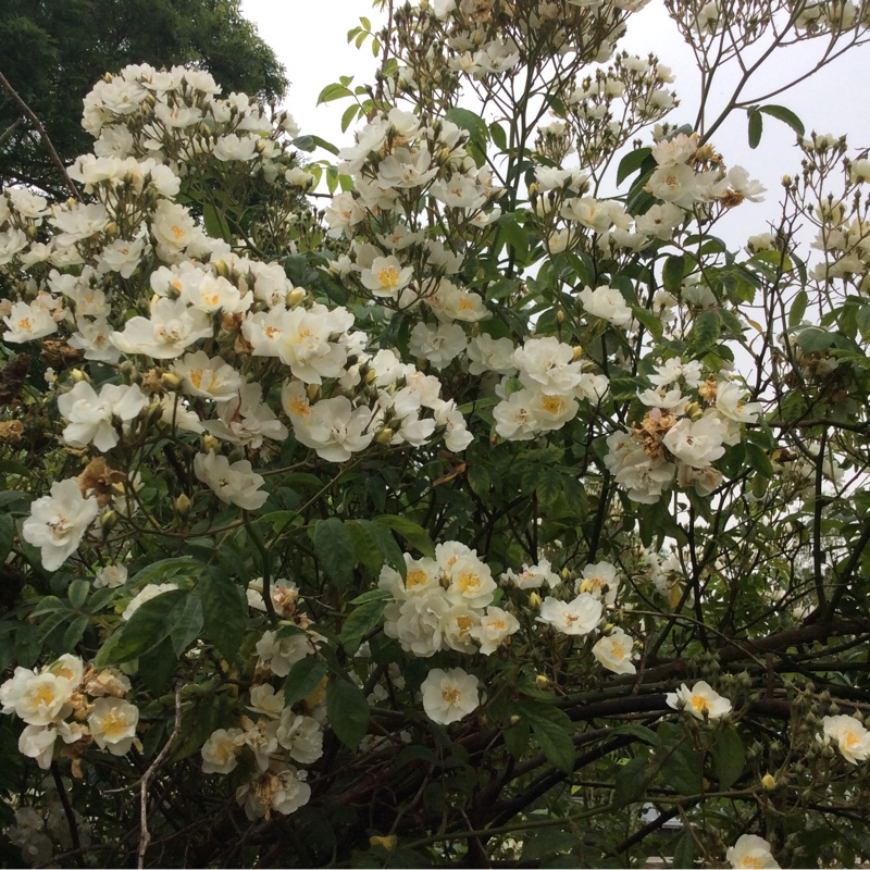 Rose Filipes Kiftsgate in the GardenTags plant encyclopedia