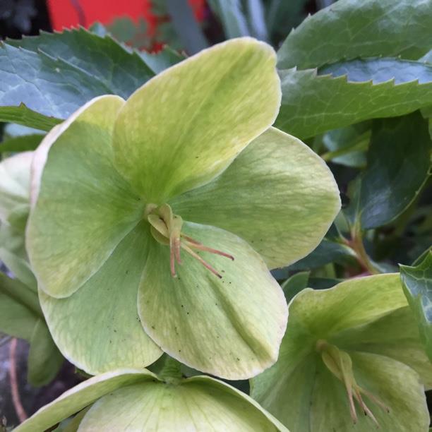 Hellebore (Species) Lenten Rose in the GardenTags plant encyclopedia