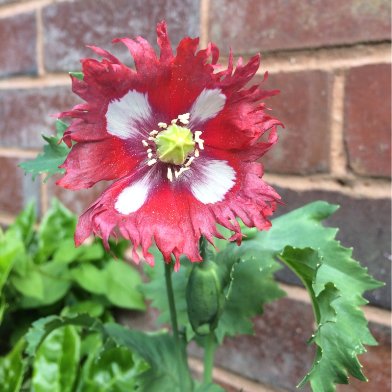 Opium Poppy Danish Flag in the GardenTags plant encyclopedia