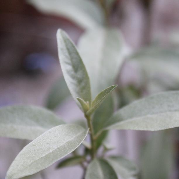 Oleaster Quicksilver in the GardenTags plant encyclopedia