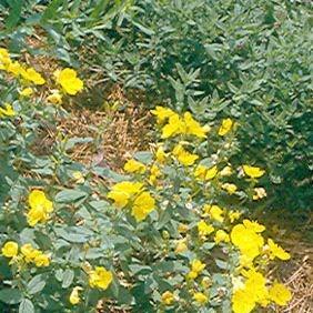 Evening Primrose Fireworks in the GardenTags plant encyclopedia