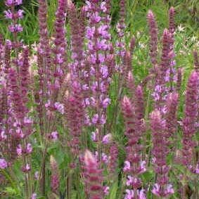 Salvia nemorosa 'Amethyst', Balkan Clary Sage 'Amethyst' in GardenTags ...