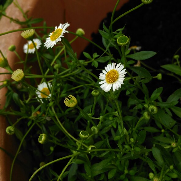 Mexican fleabane Sea of Blossom in the GardenTags plant encyclopedia