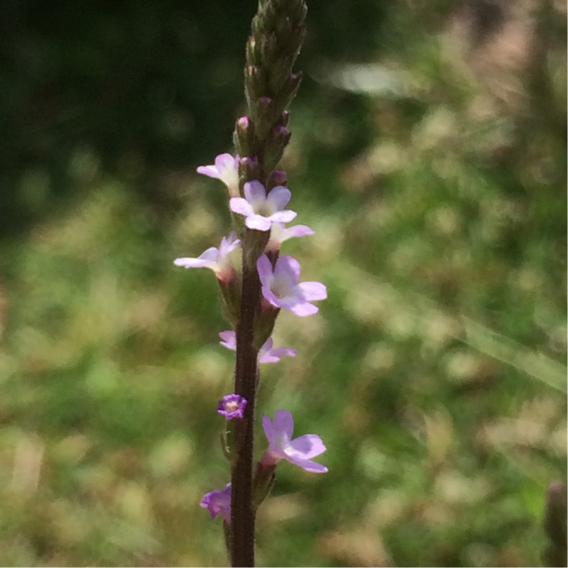 Common Vervain in the GardenTags plant encyclopedia