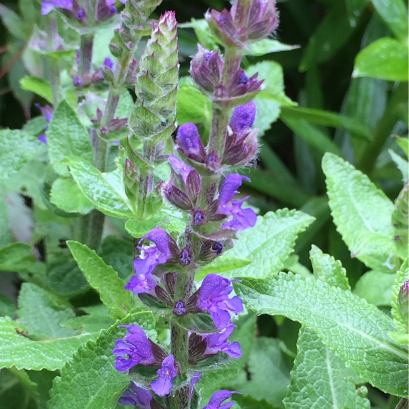 Balkan Clary Sage Sensation Deep Blue in the GardenTags plant encyclopedia