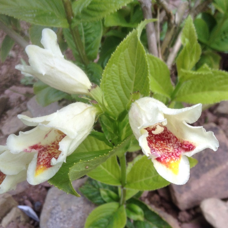 Middendorf Weigela in the GardenTags plant encyclopedia