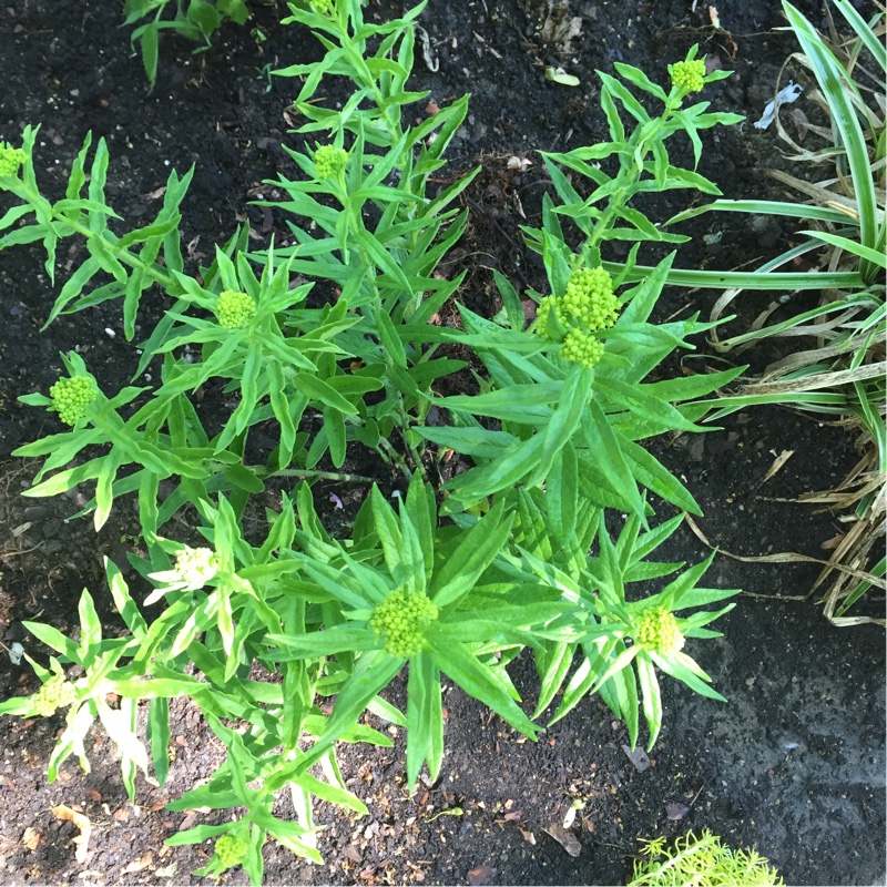 Butterfly Weed in the GardenTags plant encyclopedia