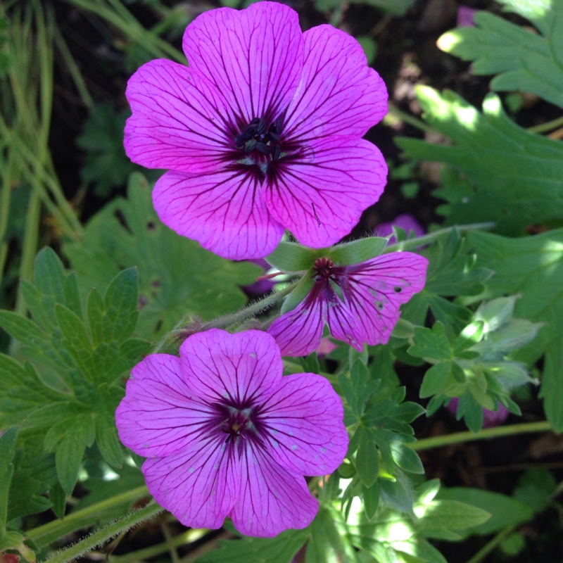 Geranium Sateene in the GardenTags plant encyclopedia