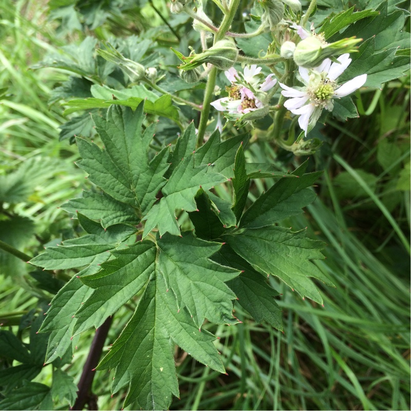 Parsley-leaved Bramble Oregon Thornless in the GardenTags plant encyclopedia