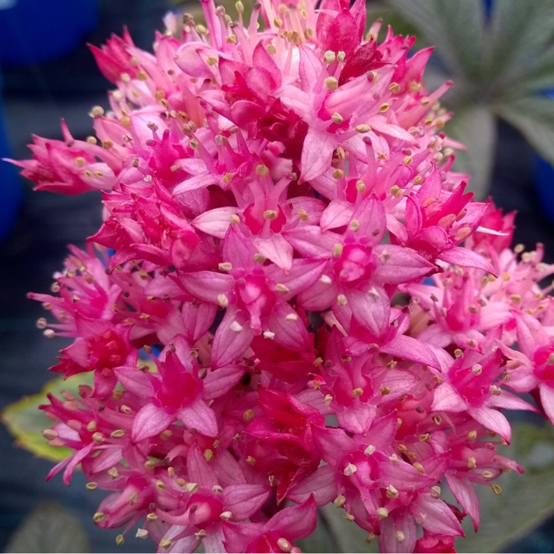 Rodgersia Chocolate Wing in the GardenTags plant encyclopedia