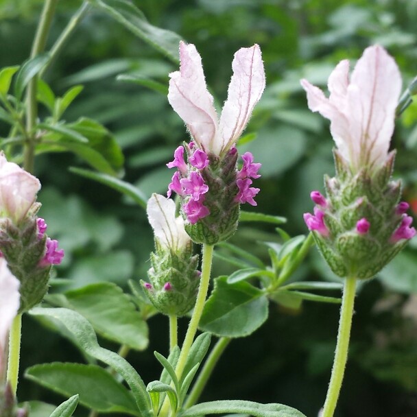 Lavender With Love in the GardenTags plant encyclopedia