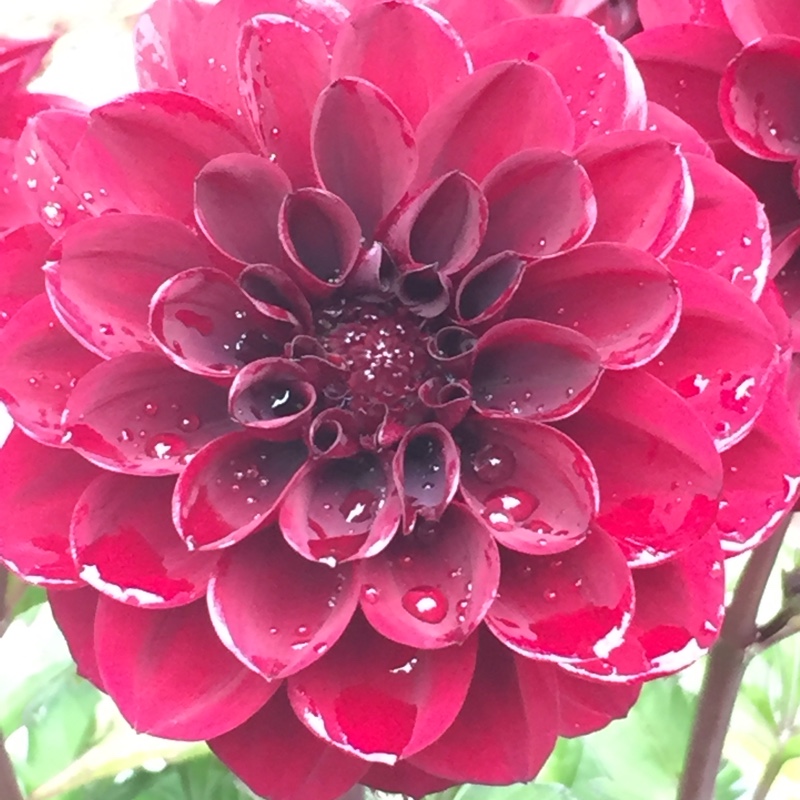 Dahlia Dalaya Devi in the GardenTags plant encyclopedia