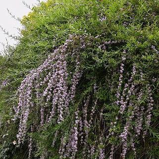 Alternative-leaved Butterfly Bush in the GardenTags plant encyclopedia