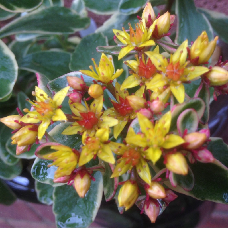 Variegated orange stonecrop in the GardenTags plant encyclopedia