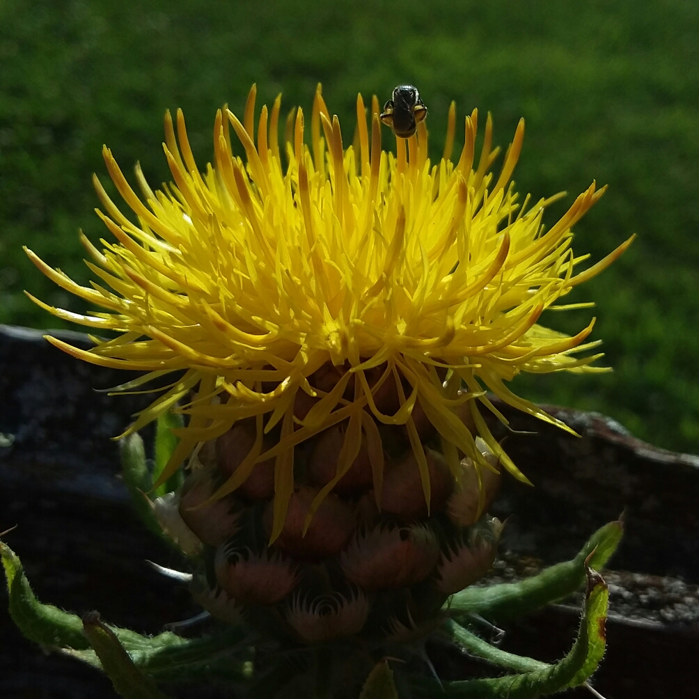 Giant Knapweed in the GardenTags plant encyclopedia