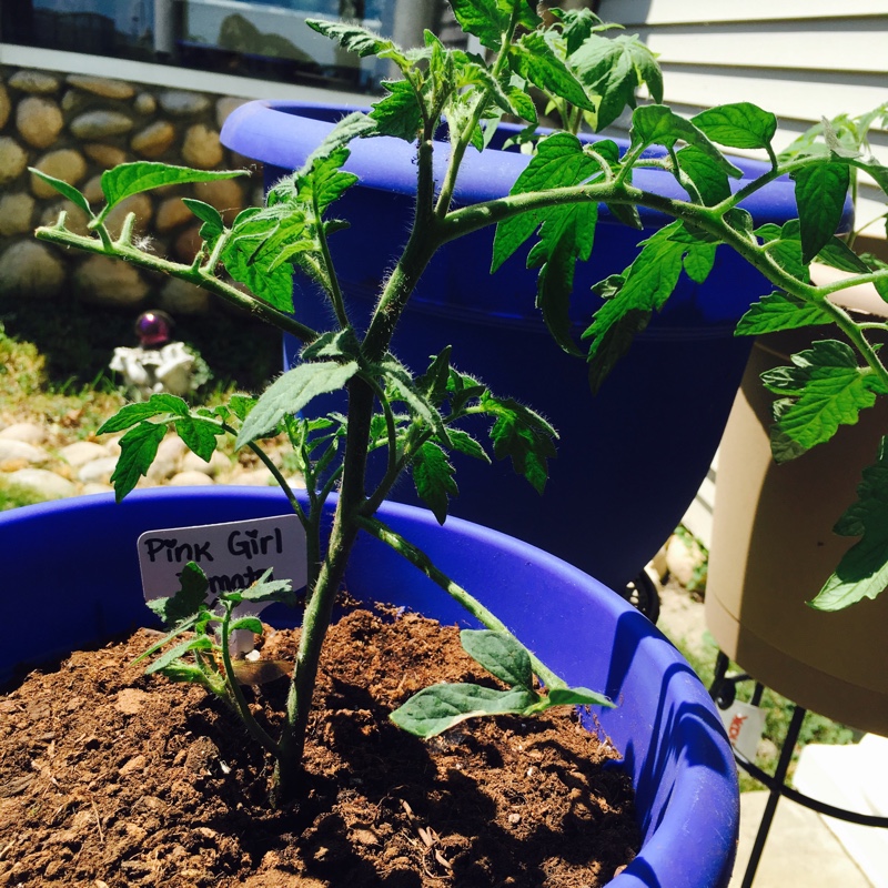 Tomato Pink Girl in the GardenTags plant encyclopedia