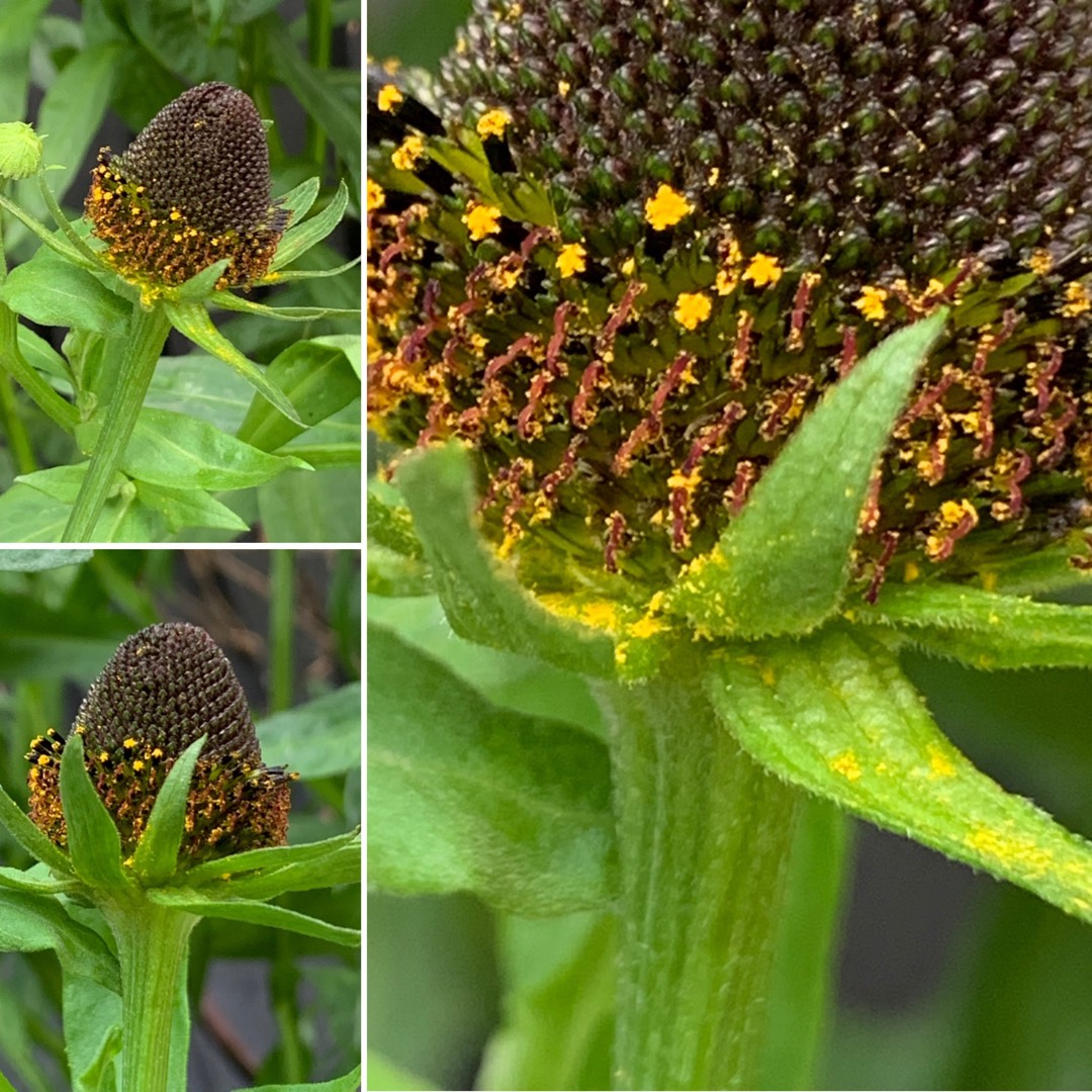 Western coneflower in the GardenTags plant encyclopedia