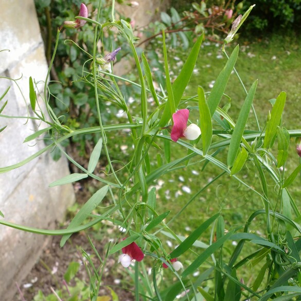 Spanish Vetchling in the GardenTags plant encyclopedia