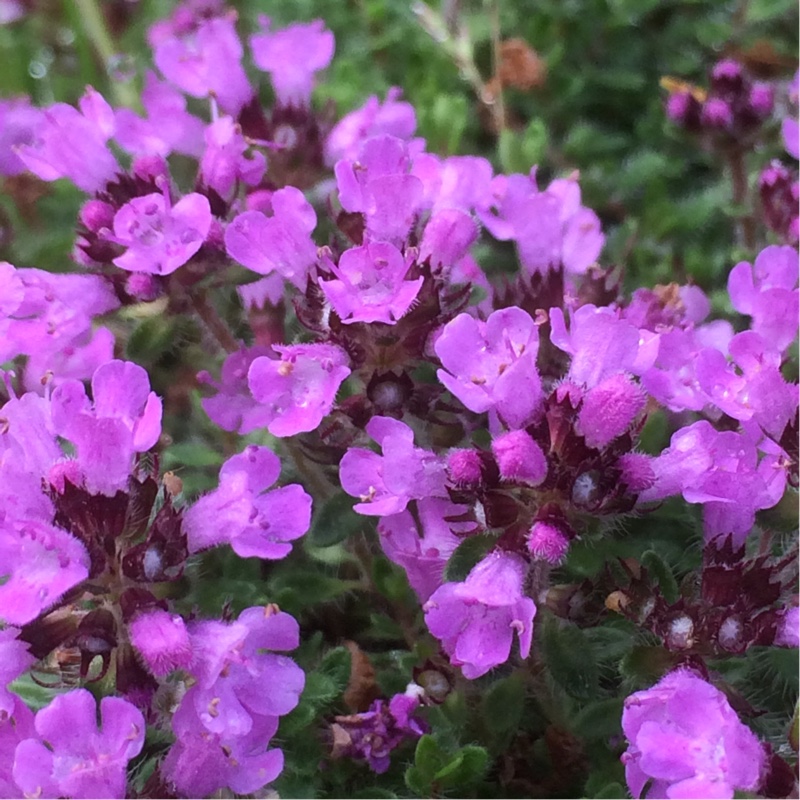 Thyme Bressingham in the GardenTags plant encyclopedia