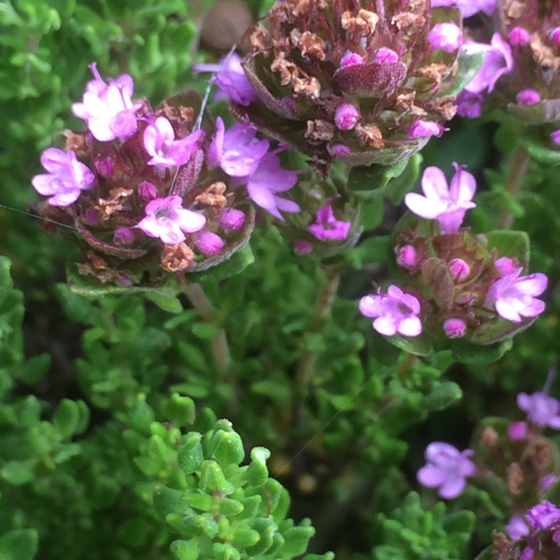 Thymus Camphoratus, Camphor Thyme in GardenTags plant encyclopedia