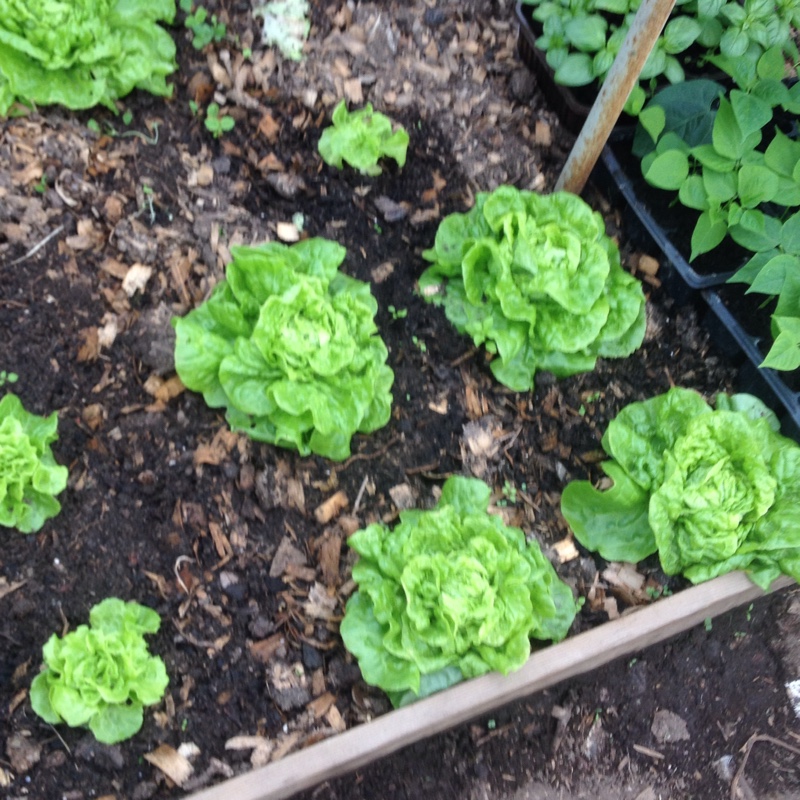 Lettuce Tom Thumb in the GardenTags plant encyclopedia