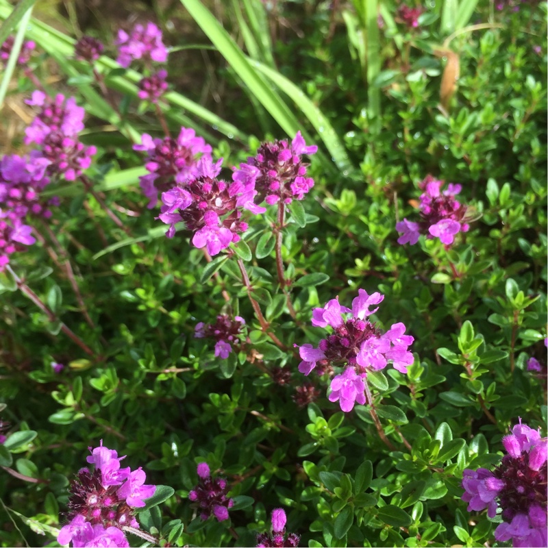 Creeping Lemon Thyme in the GardenTags plant encyclopedia