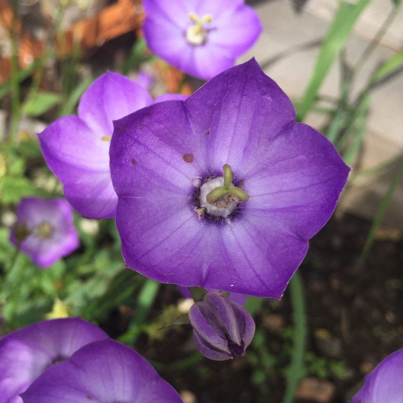 Bellflower Samantha in the GardenTags plant encyclopedia