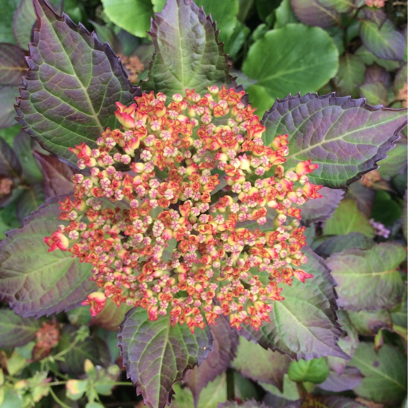 Mop Head Hydrangea Sabrina in the GardenTags plant encyclopedia