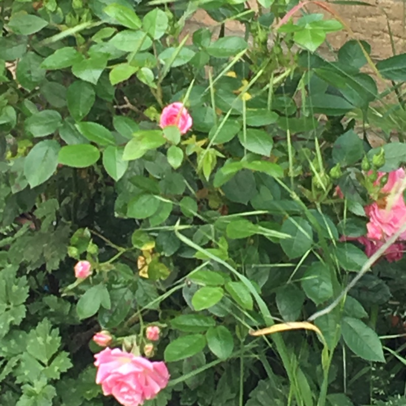 Rosa 'Pink Princess', Hybrid Tea Rose 'Pink Princess ' in GardenTags ...