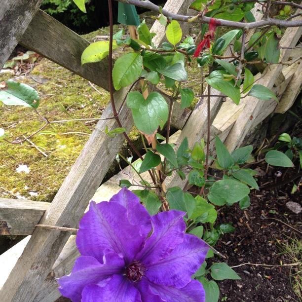 Clematis The President in the GardenTags plant encyclopedia