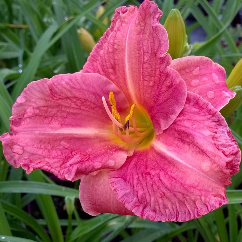 Daylily Rosy Returns in the GardenTags plant encyclopedia