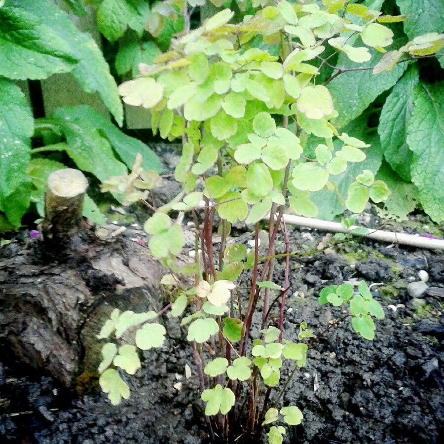 Meadow Rue in the GardenTags plant encyclopedia