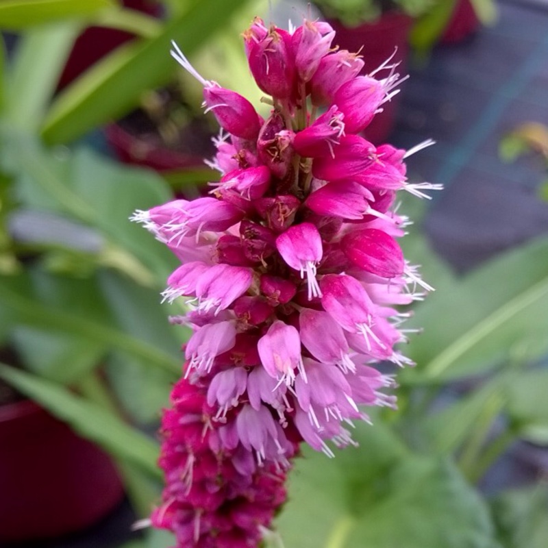 Polygonum bistortum in the GardenTags plant encyclopedia