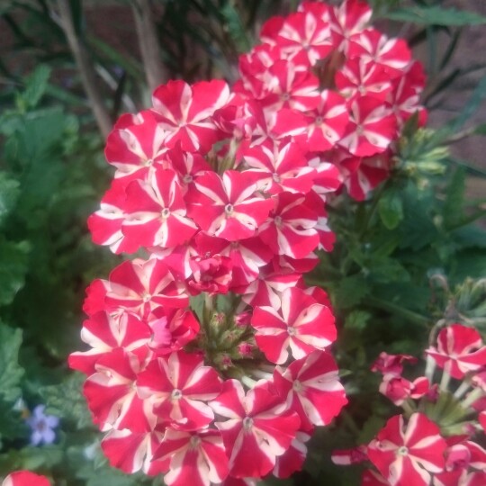 Verbena Voodoo Star in the GardenTags plant encyclopedia